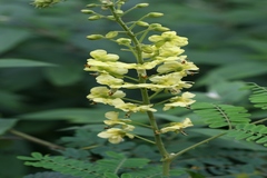 Caesalpinia decapetala